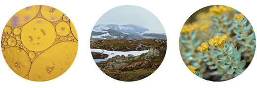 FJORDIL Rhodiola Rosea-kapsler, 90 kapsler
