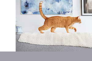 FRONTLINE Combo Spot on cat solution til påføring på huden, 6 stk