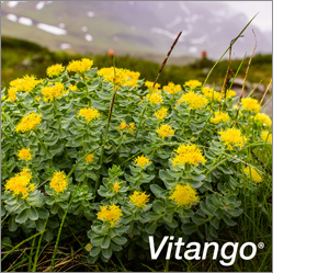 VITANGO Filmovertrukne tabletter, 30 stk