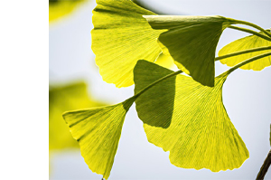 GINKGO BILOBA-1A Pharma 120 mg filmovertrukne tabletter, 60 stk