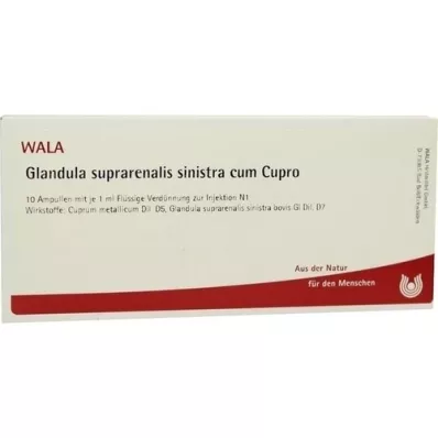 GLANDULA SUPRARENALIS sinistra cum Cupro ampuller, 10X1 ml GLANDULA SUPRARENALIS sinistra cum Cupro ampuller, 10X1 ml