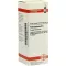 PETROSELINUM D6 Fortynding, 20 ml