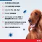 BOLFO Loppebeskyttelsesbånd brun til store hunde, 1 stk