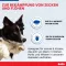 BOLFO Loppebeskyttelsesbånd brun til små hunde/katte, 1 stk