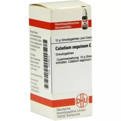 CALADIUM seguinum C 30 kugler, 10 g