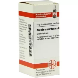 ARUNDO mauritanica C 30 kugler, 10 g