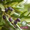Plantana Olive Care Brusebad med økologisk oliven, 500 ml